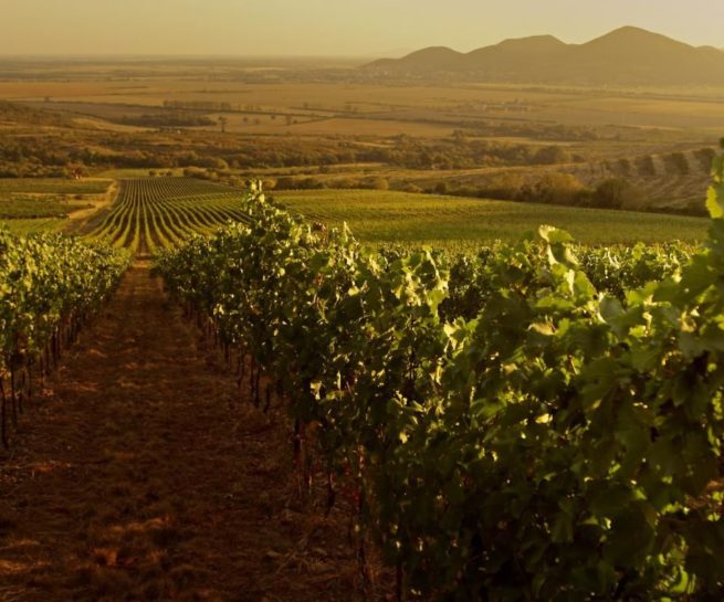 Le tokay de Hongrie est un vin magique et unique. Son élaboration, son histoire et son terroir en font le vin des rois. On vous dit tout! Produit au Nord de la Hongrie, cette région (littéralement Tokajhegyalja) d’où le diminutif de Tokaji, a une réputation assez remarquable. On trouve aussi de ce vin en Slovaquie, même si sa proportion est minime en comparaison de la Hongrie. La région se trouvant à cheval entre ces deux pays.